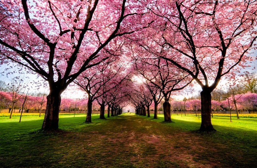 The most beautiful trees in the world