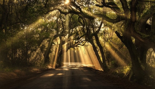 The most beautiful trees in the world