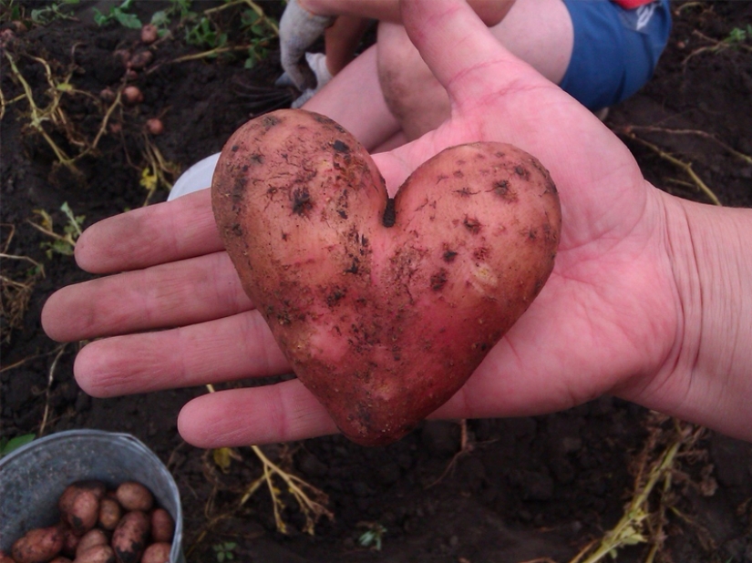 The most bizarre fruits and vegetables found in the garden The most bizarre fruits and vegetables found in the garden