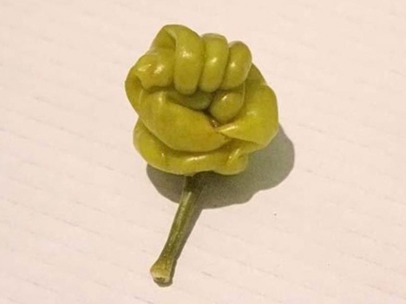 The most bizarre fruits and vegetables found in the garden The most bizarre fruits and vegetables found in the garden