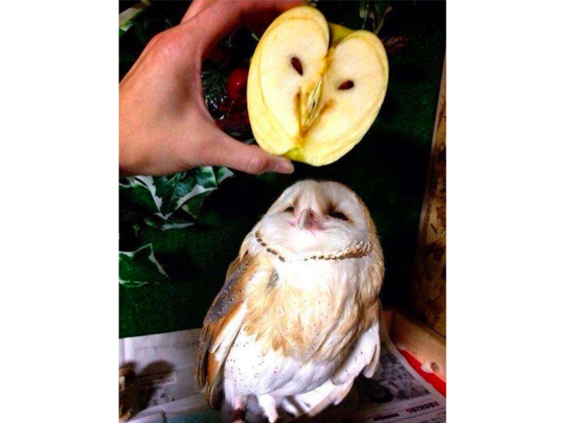 The most bizarre fruits and vegetables found in the garden The most bizarre fruits and vegetables found in the garden