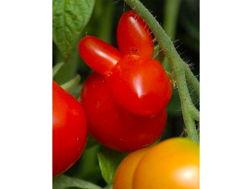 The most bizarre fruits and vegetables found in the garden The most bizarre fruits and vegetables found in the garden