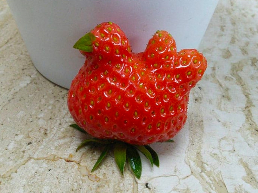 The most bizarre fruits and vegetables found in the garden The most bizarre fruits and vegetables found in the garden