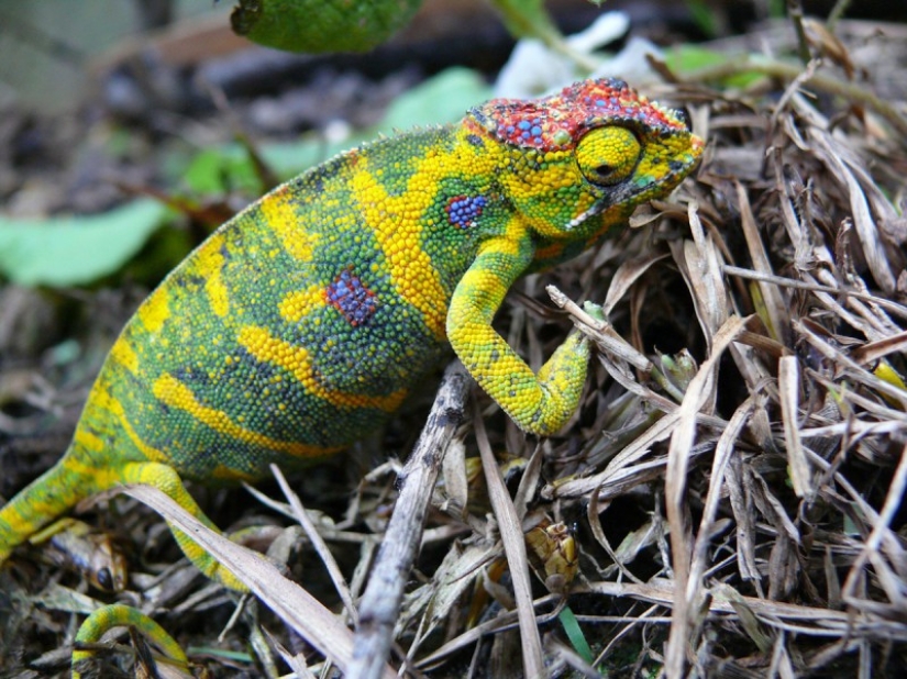 The most colorful chameleons The most colorful chameleons