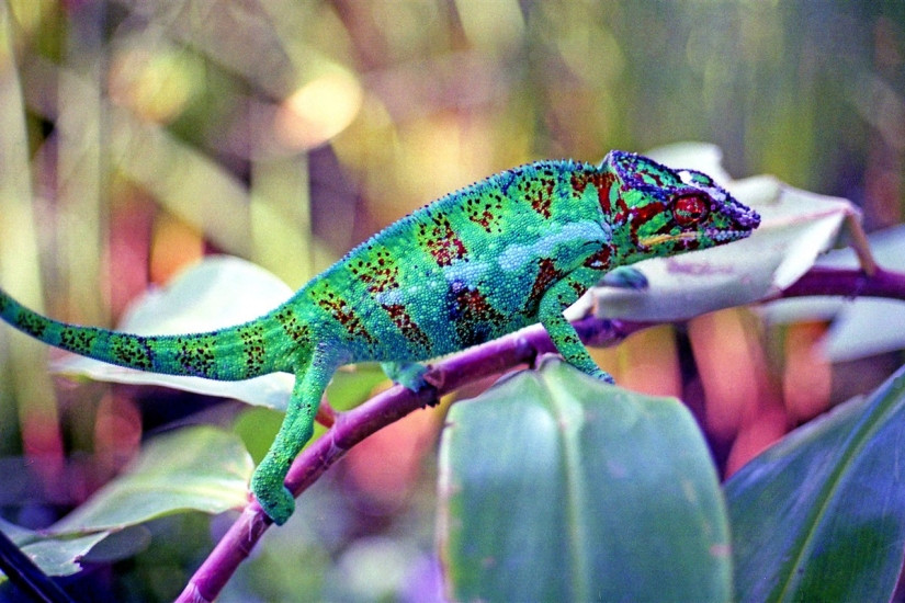 The most colorful chameleons The most colorful chameleons