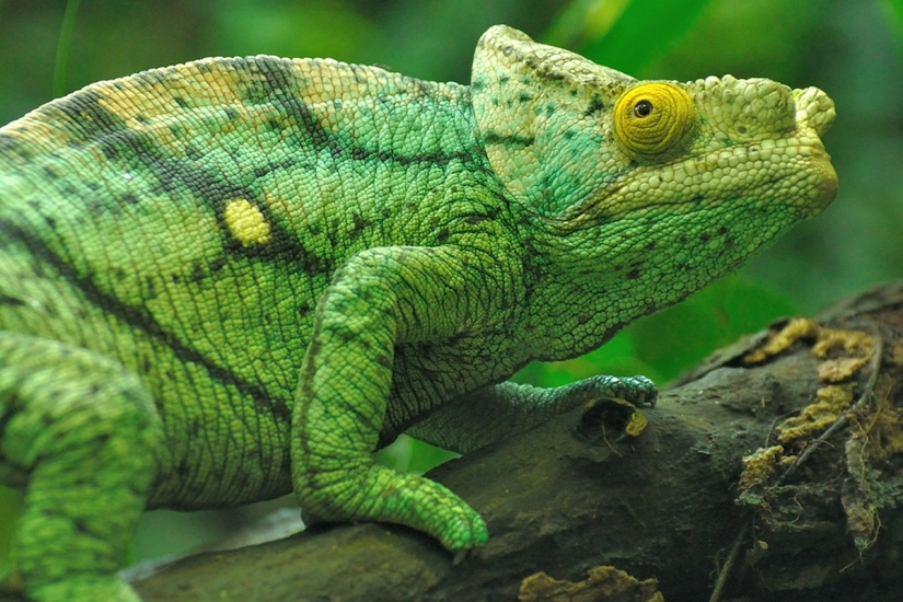 The most colorful chameleons The most colorful chameleons