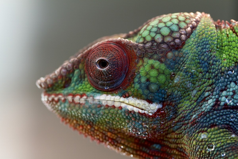 The most colorful chameleons The most colorful chameleons