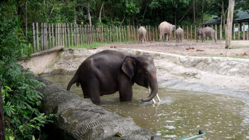 The most famous animal attacks on humans