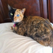 The most famous cat in the world