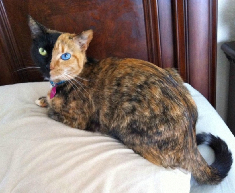 The most famous cat in the world