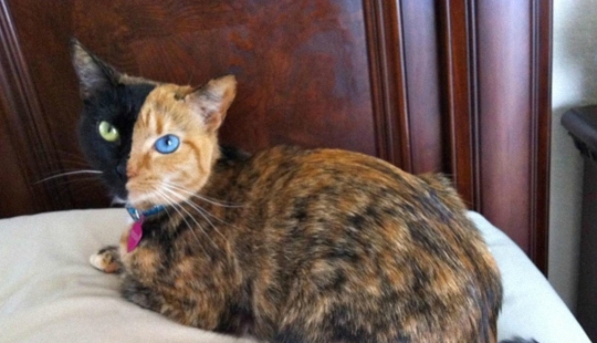 The most famous cat in the world