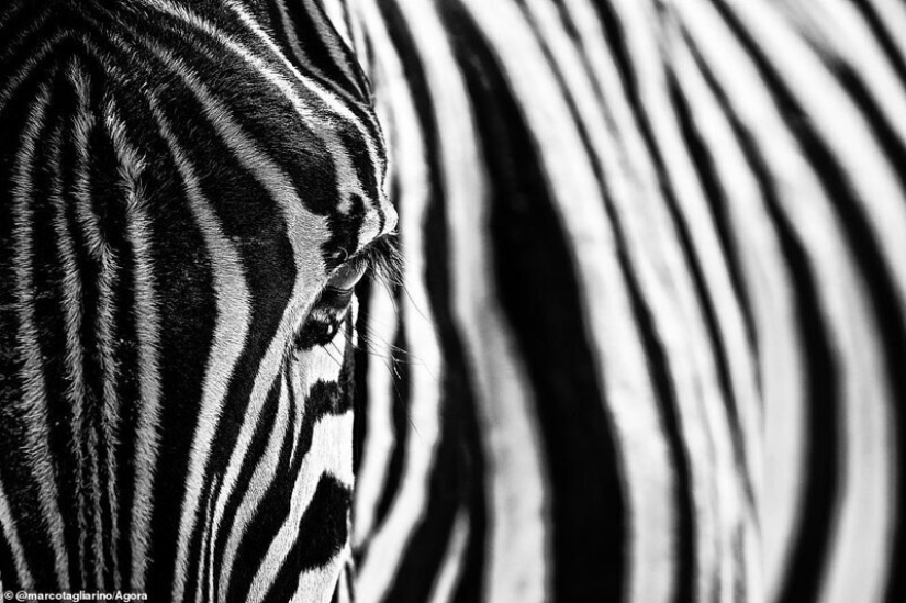 The most impressive wildlife images from the Agora #Wild2020 photo contest