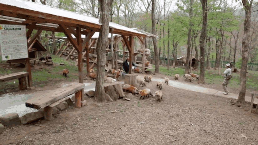 The most mimimish place on earth is the Japanese village of foxes