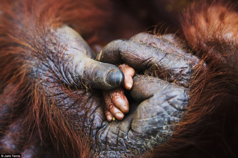 The most touching photo from the best works of the Wildlife Photographer of the Year contest