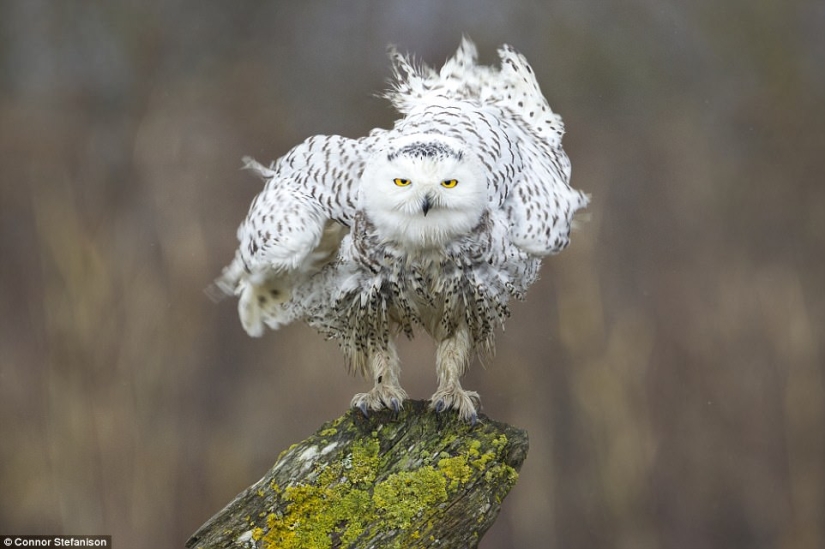 The most touching photo from the best works of the Wildlife Photographer of the Year contest