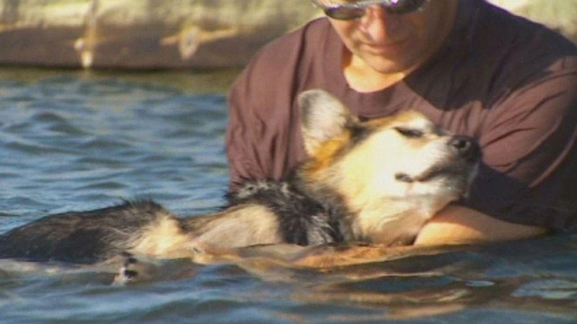 The most touching story of caring for a pet The most touching story of caring for a pet