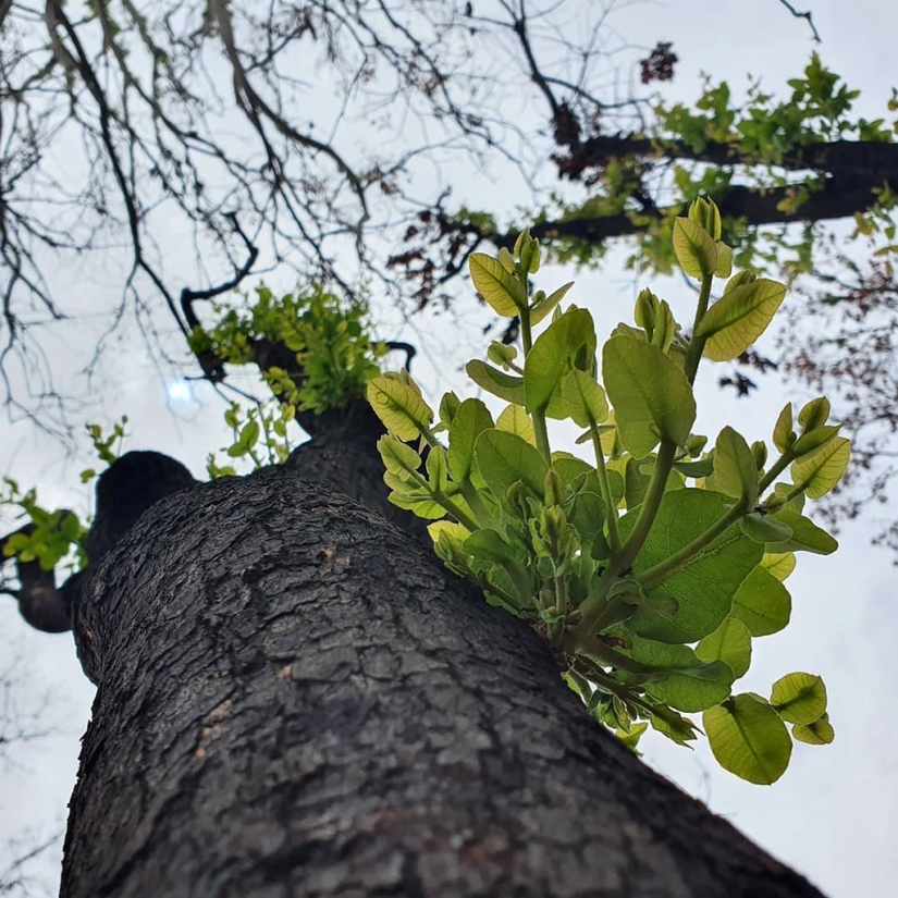 The nature of Australia began to revive after the fires