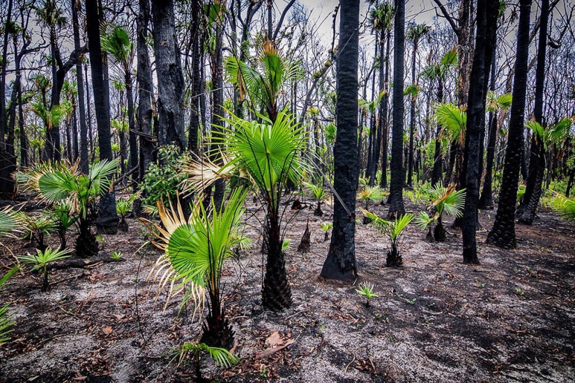 The nature of Australia began to revive after the fires