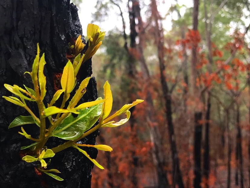 The nature of Australia began to revive after the fires