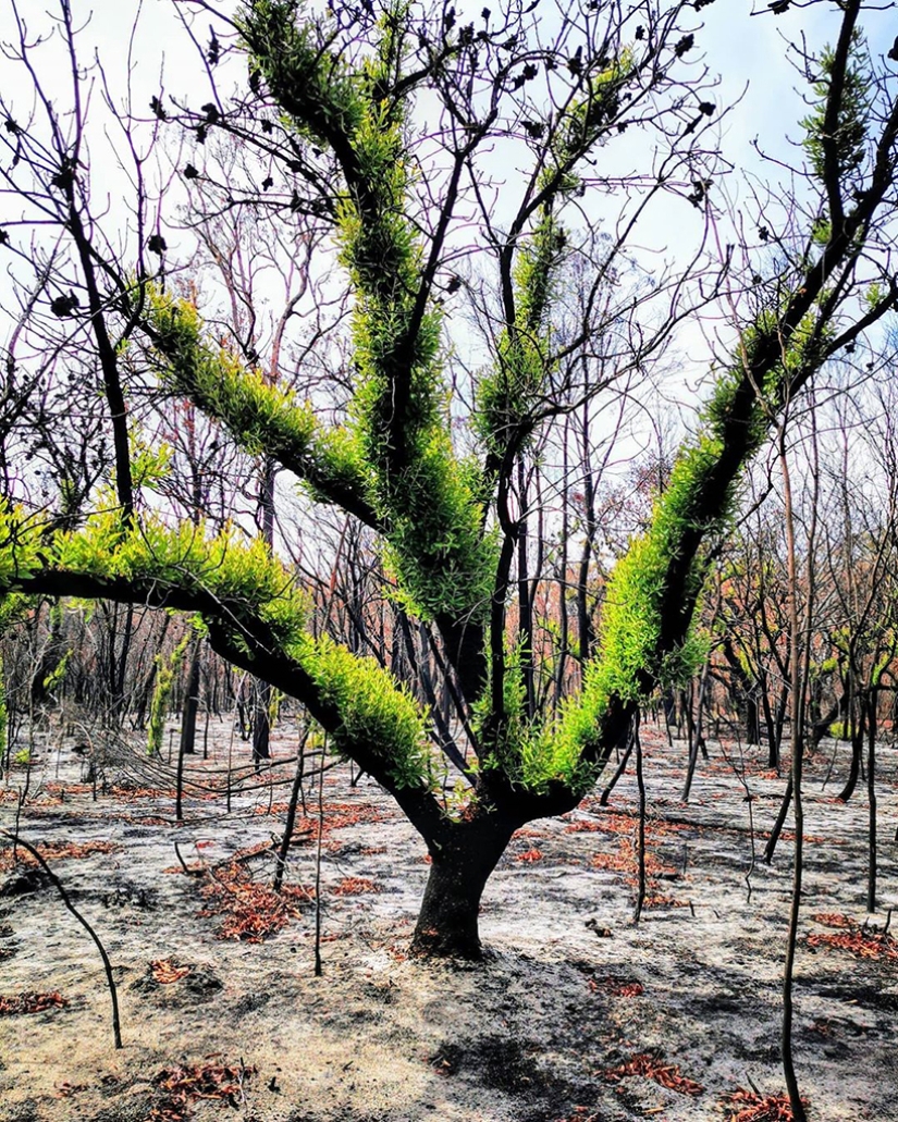The nature of Australia began to revive after the fires