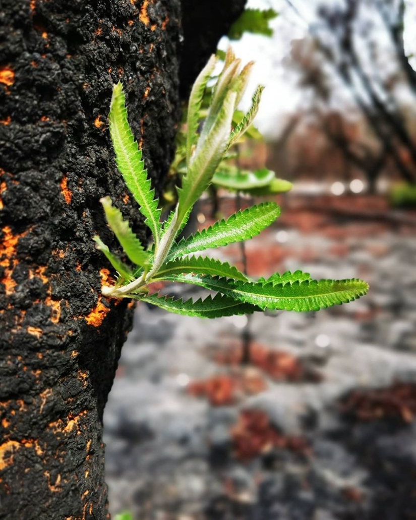 The nature of Australia began to revive after the fires