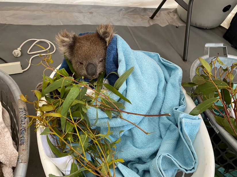 The nature of Australia began to revive after the fires