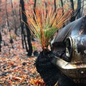 The nature of Australia began to revive after the fires