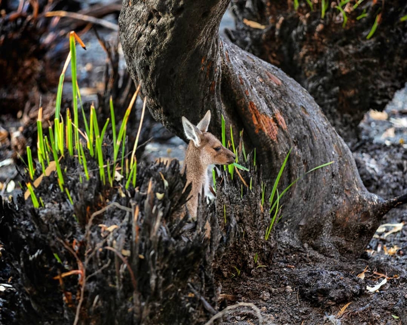 The nature of Australia began to revive after the fires