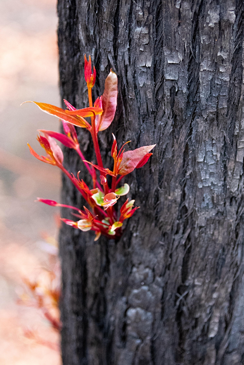 The nature of Australia began to revive after the fires