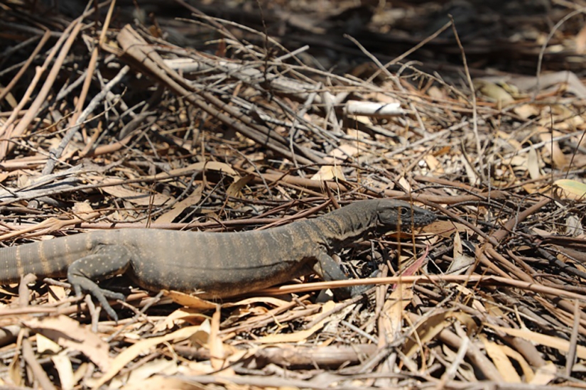 The nature of Australia began to revive after the fires