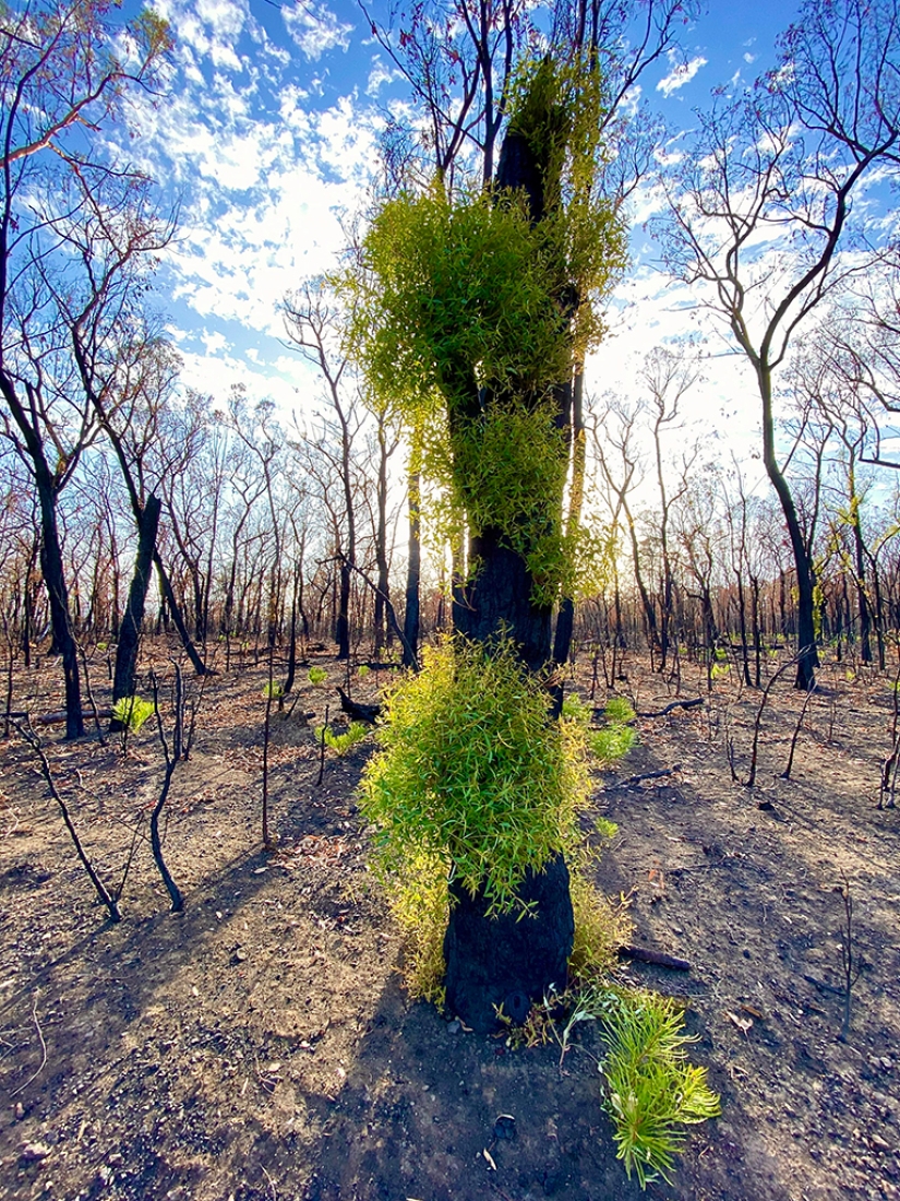 The nature of Australia began to revive after the fires