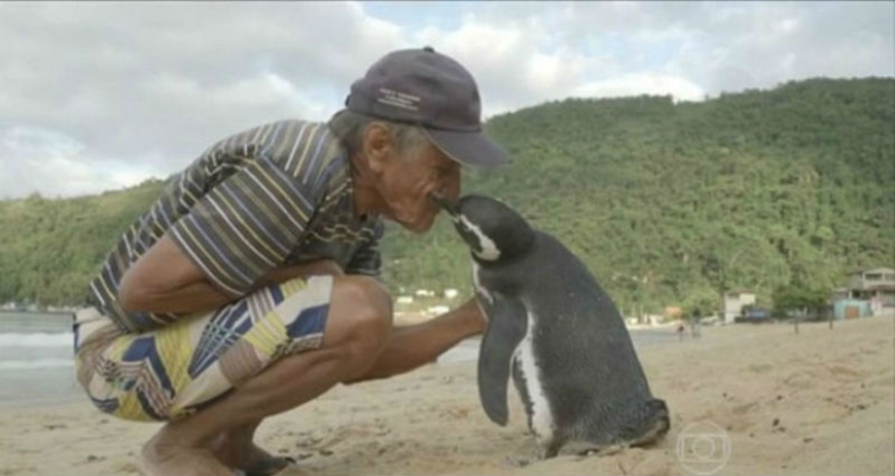 The penguin swims more than 8 thousand kilometers every year to meet his savior