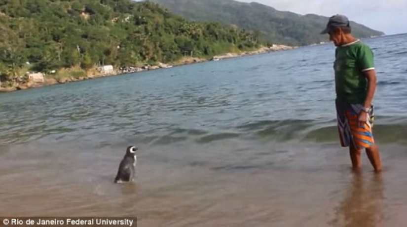 The penguin swims more than 8 thousand kilometers every year to meet his savior