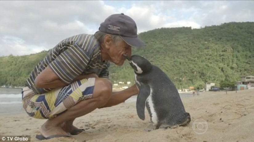 The penguin swims more than 8 thousand kilometers every year to meet his savior