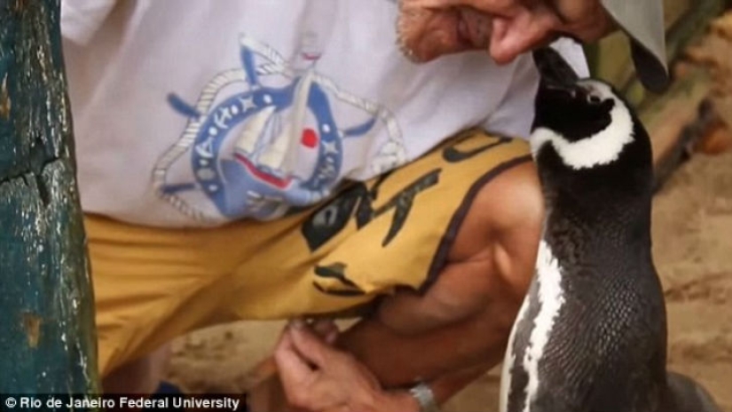 The penguin swims more than 8 thousand kilometers every year to meet his savior