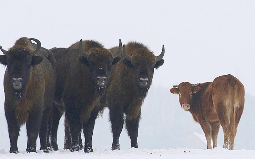 The Polish cow, which was supposed to be sent for slaughter, ran away to the forest and lives with bison