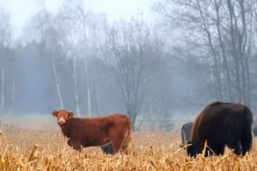 The Polish cow, which was supposed to be sent for slaughter, ran away to the forest and lives with bison
