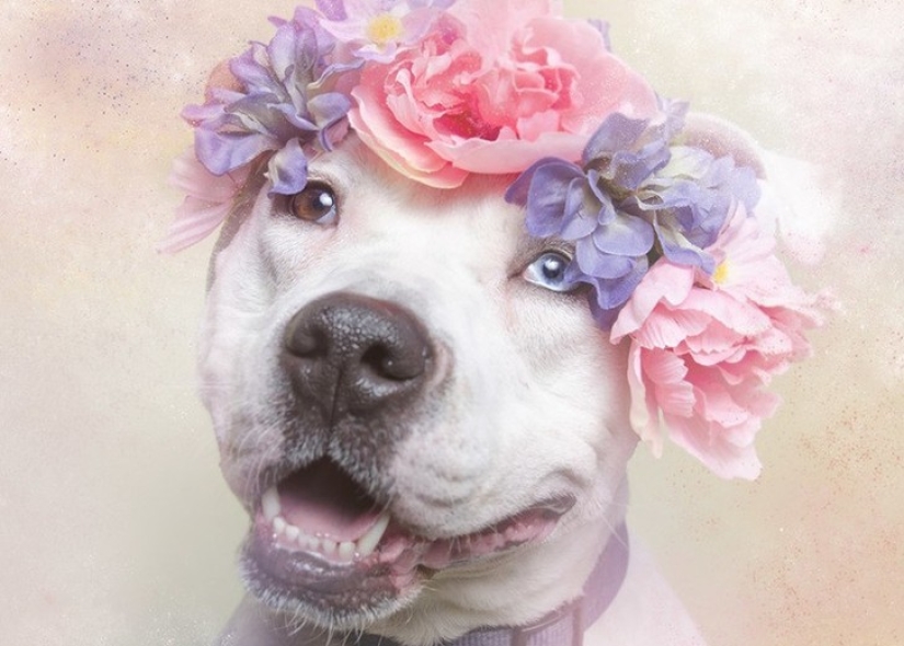 The Power of colors: the reverse side of Pit bulls The Power of colors: the reverse side of Pit bulls