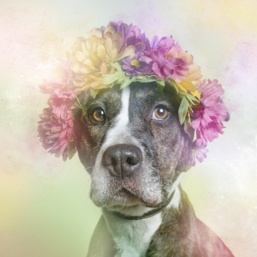 The Power of colors: the reverse side of Pit bulls The Power of colors: the reverse side of Pit bulls
