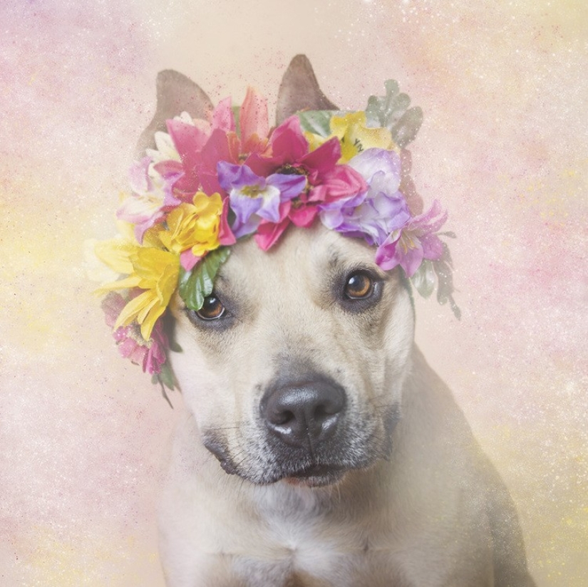 The Power of colors: the reverse side of Pit bulls The Power of colors: the reverse side of Pit bulls