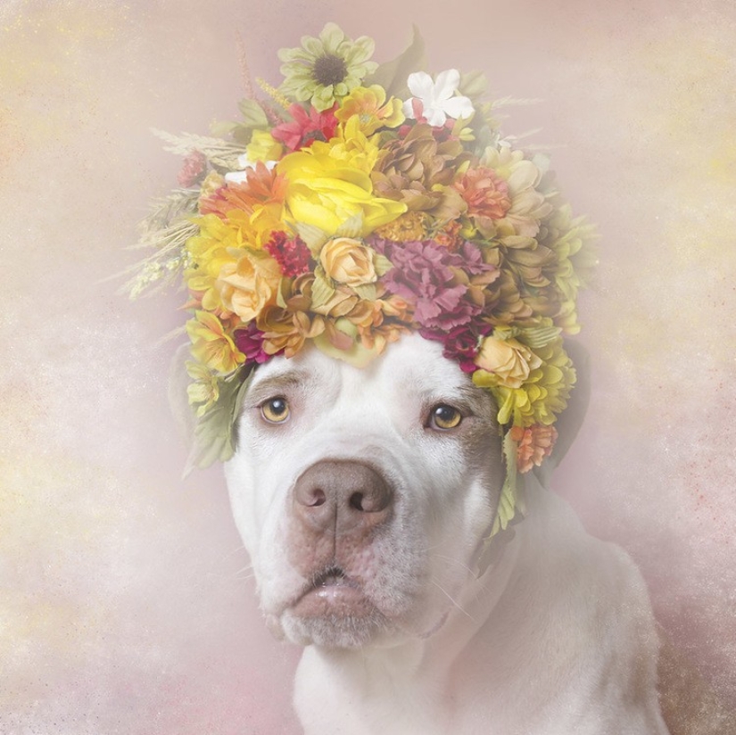 The Power of colors: the reverse side of Pit bulls The Power of colors: the reverse side of Pit bulls