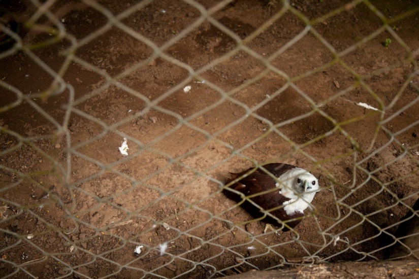 The real life of animals in zoos