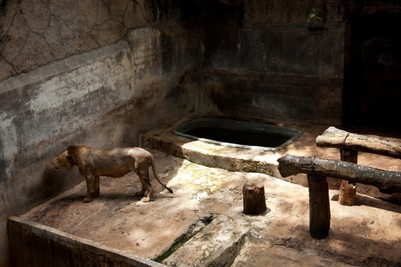 The real life of animals in zoos