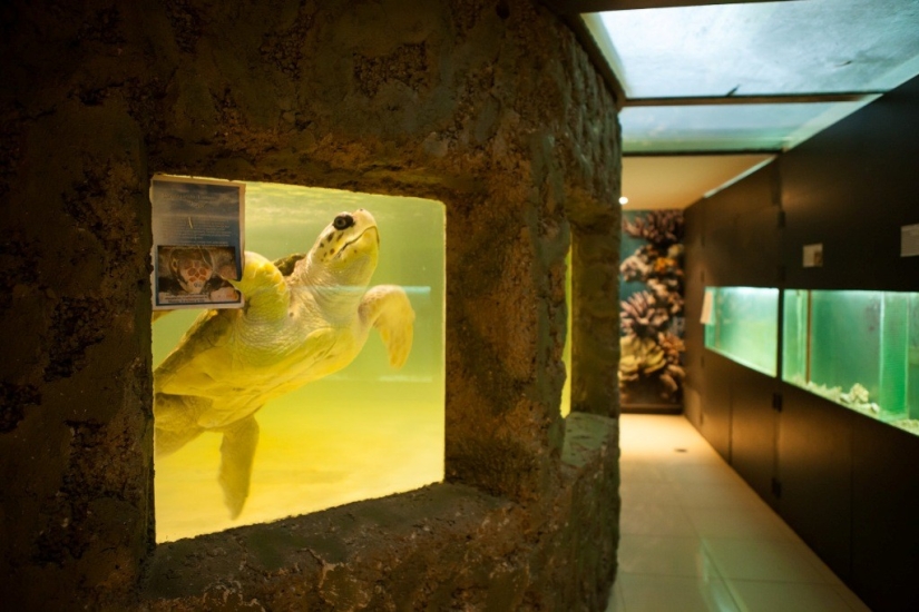 The real life of animals in zoos