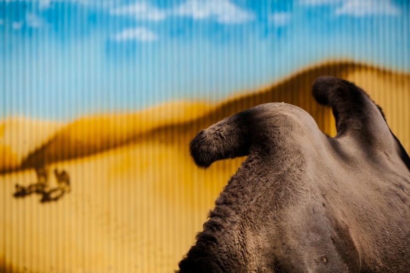 The real life of animals in zoos