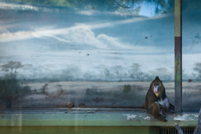 The real life of animals in zoos