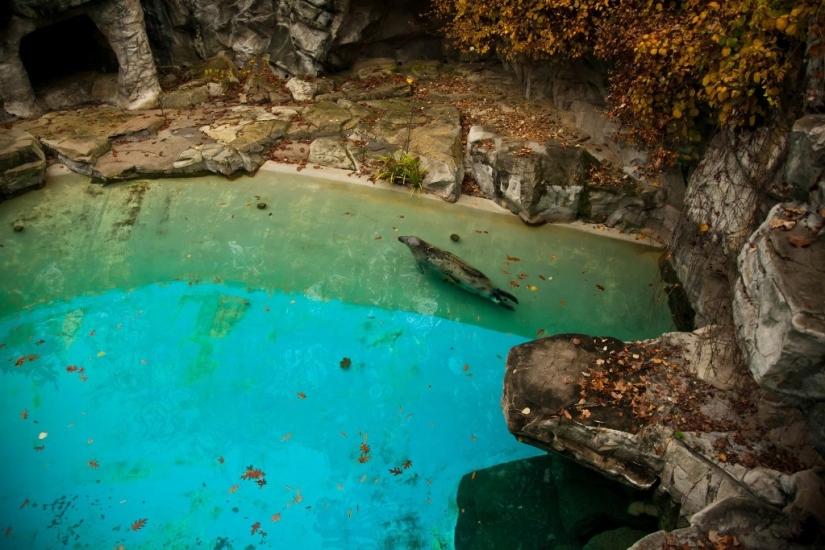 The real life of animals in zoos