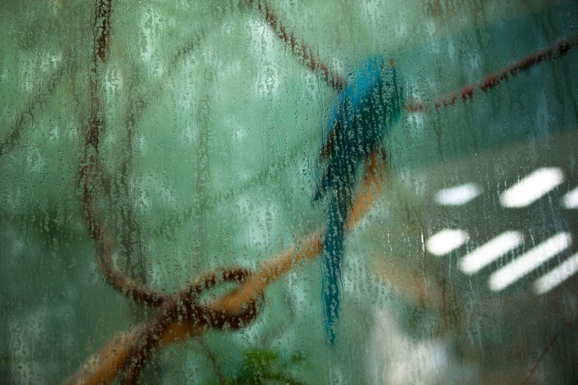 The real life of animals in zoos