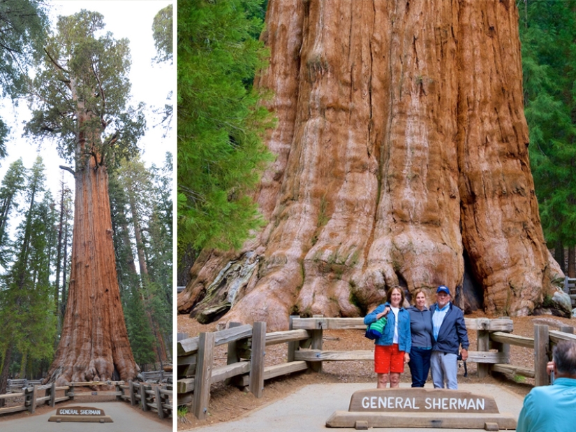 The real sizes of some things: 20 examples with comparison! The real sizes of some things: 20 examples with comparison!