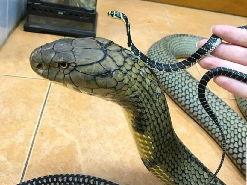 The real sizes of some things: 20 examples with comparison! The real sizes of some things: 20 examples with comparison!